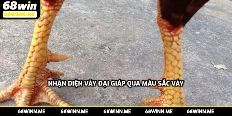 Giới thiệu về chân gà hiếm tại 8US