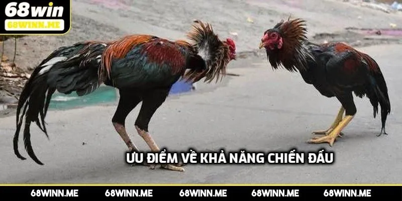 Ưu điểm về khả năng chiến đấu